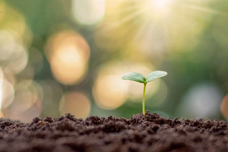 Plant sapling growing on soil in the morning light on a natural background.の写真素材