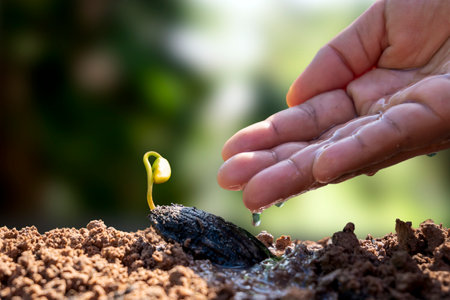 New life plants growing from seeds on fertile soil and farmer's hands irrigating trees, plant fertilization concept.の写真素材