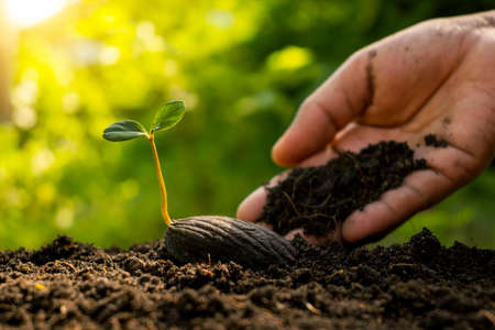New life plants growing from seeds on fertile ground and farmer's hands caring for plants, plant growth ideas.の写真素材