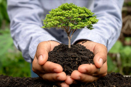 Human hands planting seedlings or trees in the soil Earth Day and global warming campaign.の写真素材