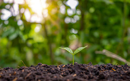 A small tree with green leaves with natural growth and sunlight. Concept of plant growth and environmental sustainability.の写真素材