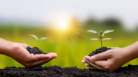 Human hands help plant saplings or trees in the soil in the concept of Earth Day and campaign to reduce global warming.の写真素材