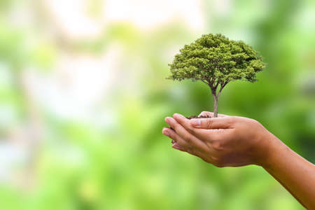 Tree planted in human hands with natural green background. concept of plant growth and environmental protection on world environment dayの写真素材
