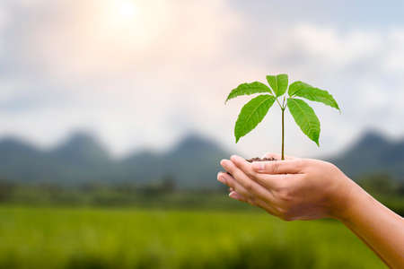 Tree planted in human hands with natural green background. concept of plant growth and environmental protection on world environment dayの写真素材
