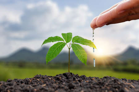 Farmers are watering small plants by hand with the concept of World Environment Day.
