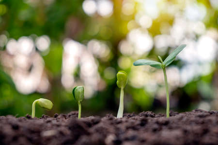 Sapling growing on soil and green nature bokeh background. Plant growth progression concept. Ecology and new life growthの写真素材