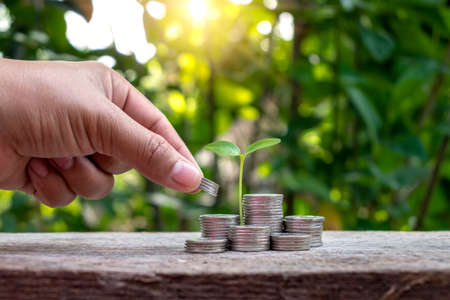 Tree with green leaves growing from coin and natural green background blurred finance and money management concept for SME.の写真素材