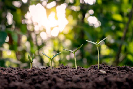 Presentation on plant germination sequence and plant growth concept in suitable external...