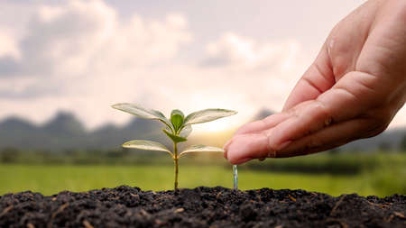 hand watering plants planted on soil and nature background with sun rays planting ideasの写真素材