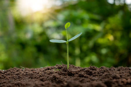 The sequence of growth and development of a plant or tree growing from the soil on the green nature blurs the environmental conservation concept.の写真素材