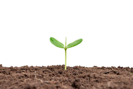 a growing plant or tree growing from the soil on a white backgroundの写真素材
