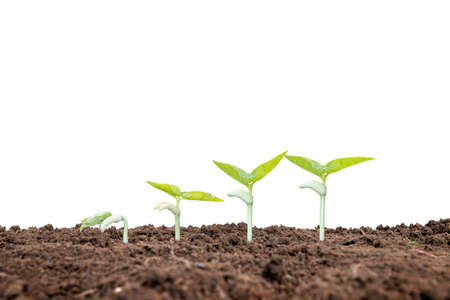 The sequence of growth and development of a plant or tree growing from the soil on a white background.の写真素材