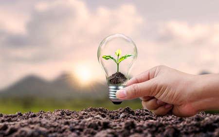 Hands planting trees growing in energy-saving lamps, renewable energy concept with conservation of natural resources and the environment.の写真素材