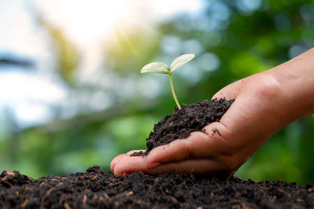 Human hands plant saplings or trees in the soil. Campaign concept to reduce global warming and conserve natural resources.の写真素材
