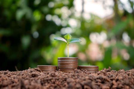 A seedling growing on a pile of coins has a natural backdrop, blurry green, money-saving ideas, and economic growth.の写真素材