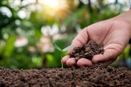 Farmers planting trees and caring for trees with farmer's hands, resource conservation, and planting environment concept.の写真素材