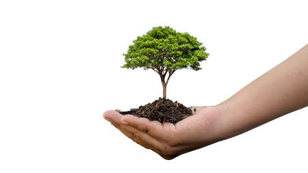seedlings or plants growing on soil in farmer hands isolated on white backgroundの写真素材