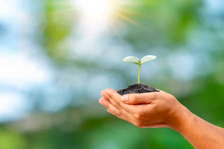 Seedlings or plants growing on soil in farmer hands-on blurry green nature background environmental conservation conceptの写真素材
