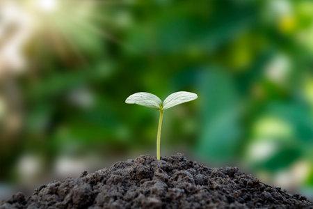 A small tree growing on the ground alone on a blurred green background, environmental conservation...