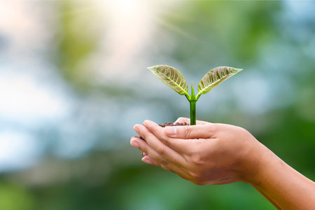 Environmental conservation concept. Seedlings or plants planted on soil with farmer hands and blurred green nature background.の写真素材