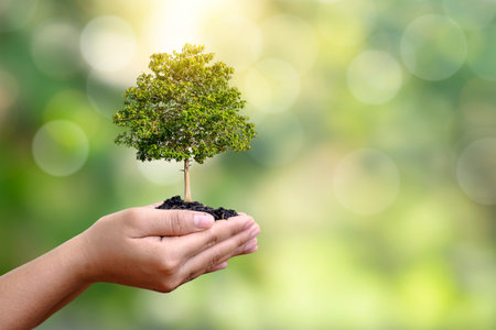 Seedlings or plants growing on soil in farmer hands-on blurry green nature background environmental...