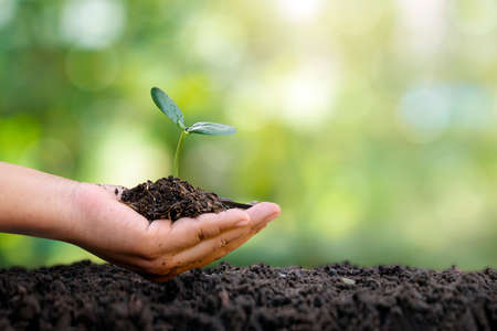 Farmer's hand planting seedlings in the soil, afforestation, and social afforestation concept.の写真素材