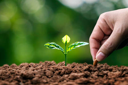 hands are planting seeds in soil and plant growth and planting by hand in plant growth concept and fertile environmentの写真素材