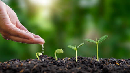 Planting and seeding Grow seedlings on soil, seedling growth ideas.の写真素材