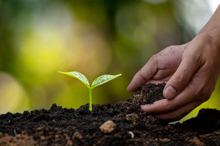 Farmer's hand planting seedlings or trees in the soil and blurry green nature background.の写真素材