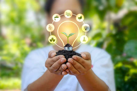 Trees grow on light bulbs in people's hands with renewable energy icons, renewable energy, and sustainable development business investment ideas.の写真素材