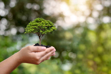 Green sprouts grow from the ground in female hands and blurry green nature background. The concept of starting a new life and a sustainable environment.の写真素材