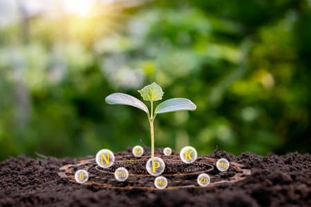 A tree growing on soil that has the nutrients needed for plant growth.の写真素材