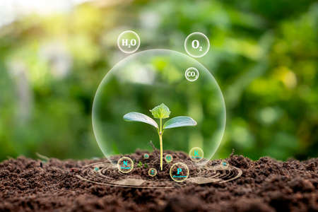 A tree growing on soil that has the nutrients needed for plant growth.の写真素材