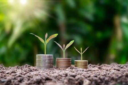 tree growing on a pile of declining money. The concept of finance, economic crisis, financial crisis, and economic downturn.の写真素材
