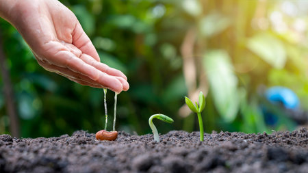 Displaying the stages of plant growth and watering of plants, planting ideas and investments for farmers.の写真素材