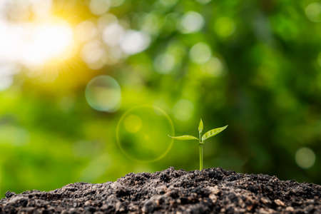 Small trees with green leaves, natural growth, and sunlight, the concept of agriculture, and sustainable plant growth.の写真素材