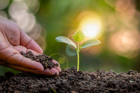 Farmers plant trees and take care of them with farmers hands. resource conservation and the concept of planting trees and caring for the environment.の写真素材