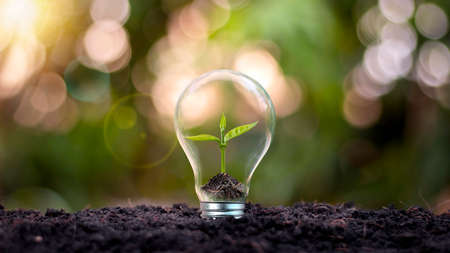 trees growing in energy-saving lamps Eco-friendly and sustainable energy alternative conceptの写真素材