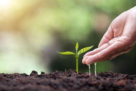Trees are growing on fertile soil and farmers are watering the trees. Concept of nature, environment, and natural environment preservation.の写真素材