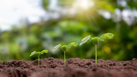 Small trees of different sizes growing on green background concept of caring for the environment and world environment day.の写真素材