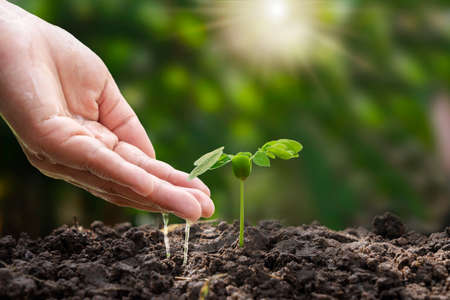 A farmer's hand plant that grows from a small soil. environmental conservation and conservation campaign conceptの写真素材