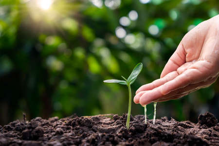 Farmer's hand's water crops that grow from small soil. Conservation and environmental conservation campaign concept of social responsibility.の写真素材