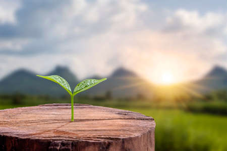 Trees are growing from cut stumps and blurred green backgrounds. The concept of starting a new life of plants and preserving the environment.の写真素材