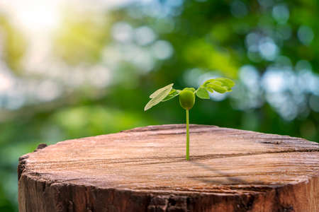 Trees grow from cut stumps and blurred green nature background. New life concept with planting saplings and protecting the environment.の写真素材