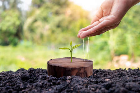 A tree growing from a cut stump and the hands of a farmer caring for the tree. New life concept with seedling growthの写真素材
