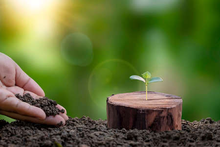 A tree growing from a cut stump and the hands of a farmer who takes care of the tree. New life concept with growing seedlingsの写真素材