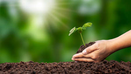 planting seedlings on soil with young woman's hands and blurred green background with afforestation and social afforestation conceptの写真素材