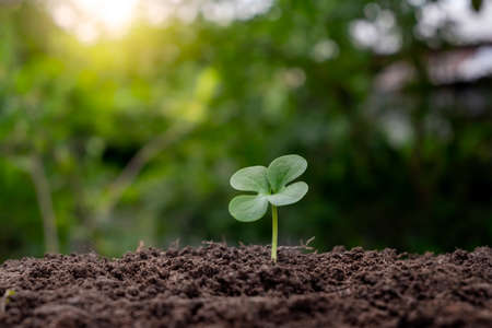 Plant green trees on natural soil and blurry green nature background.の写真素材