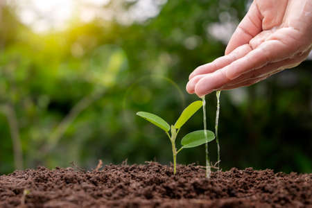 farming Plant seedlings, hand nourish, and water young plants growing in the soil.の写真素材