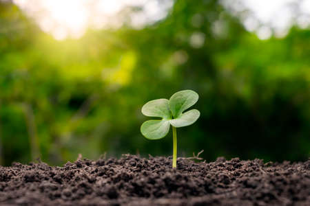 The seedlings grow from fertile soil and the morning sun shines. Ecology and ecological balance...